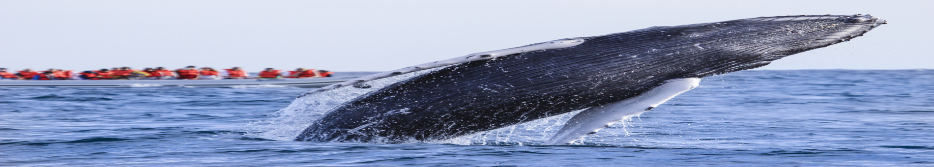 WHALE WATCHING PHOTO SAFARY