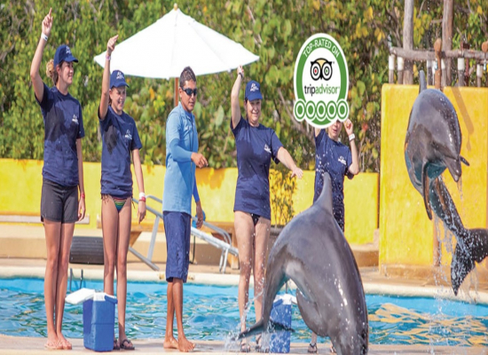 DOLPHIN TRAINER FOR A DAY
