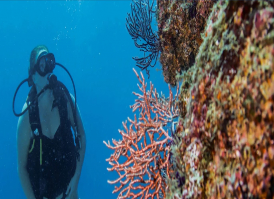 SCUBA DIVING AT LAS MARIETAS ISLAND