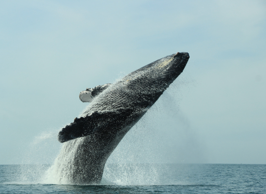 WHALE WATCHING PHOTO SAFARY